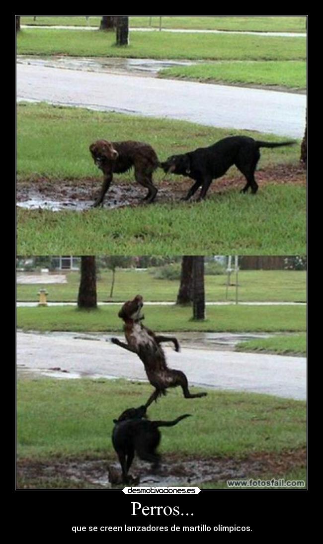 Perros... - que se creen lanzadores de martillo olímpicos.