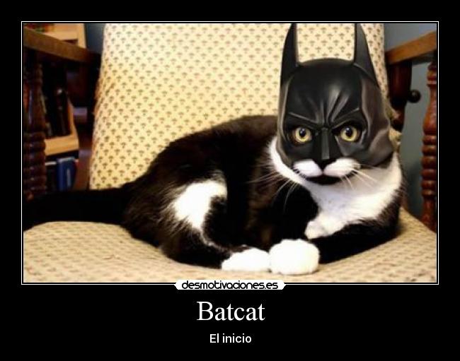 Batcat - El inicio