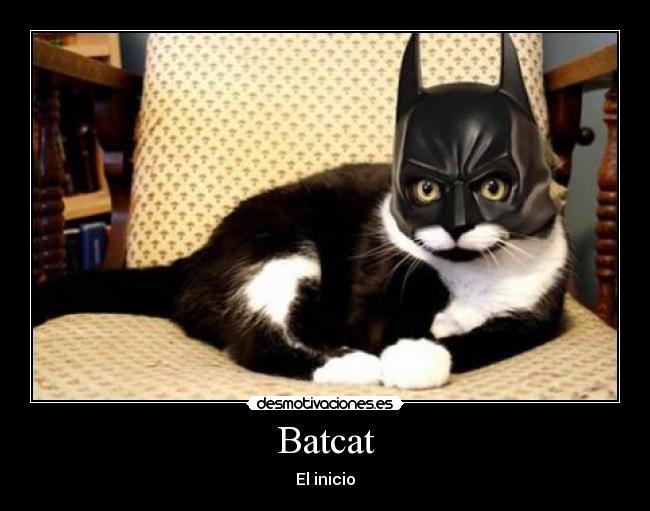 Batcat - El inicio