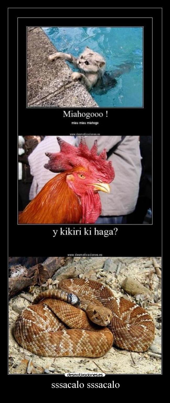 sssacalo sssacalo - 