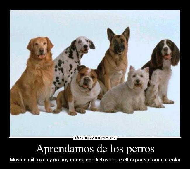 Aprendamos de los perros -