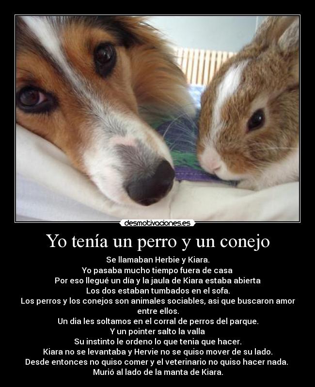 Yo tenía un perro y un conejo - 