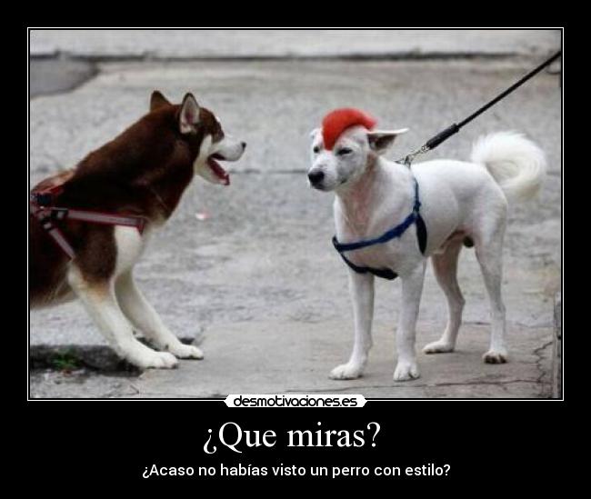 ¿Que miras? - ¿Acaso no habías visto un perro con estilo?