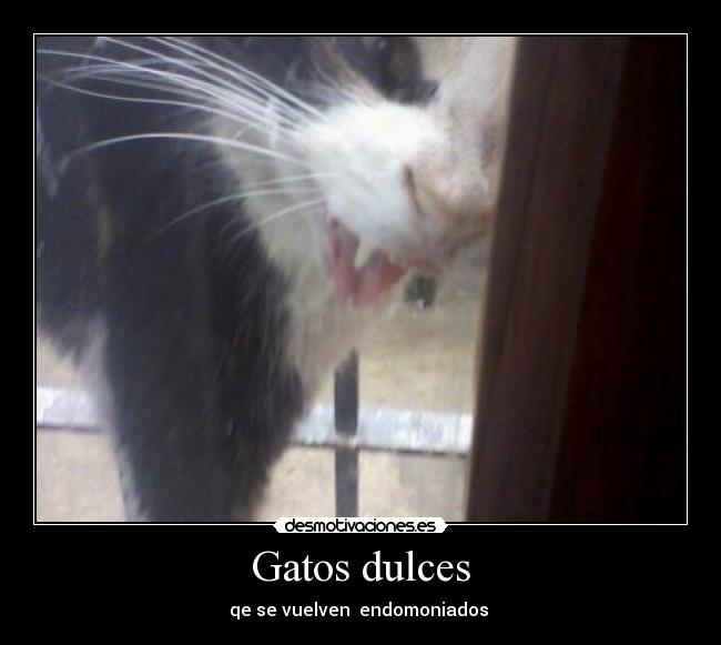 Gatos dulces -