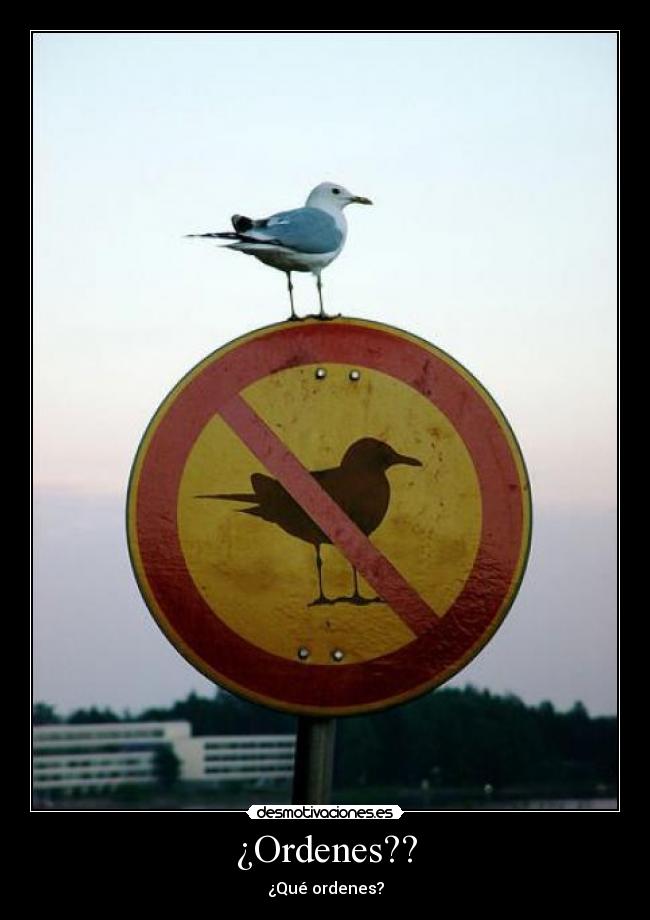 ¿Ordenes?? - ¿Qué ordenes?