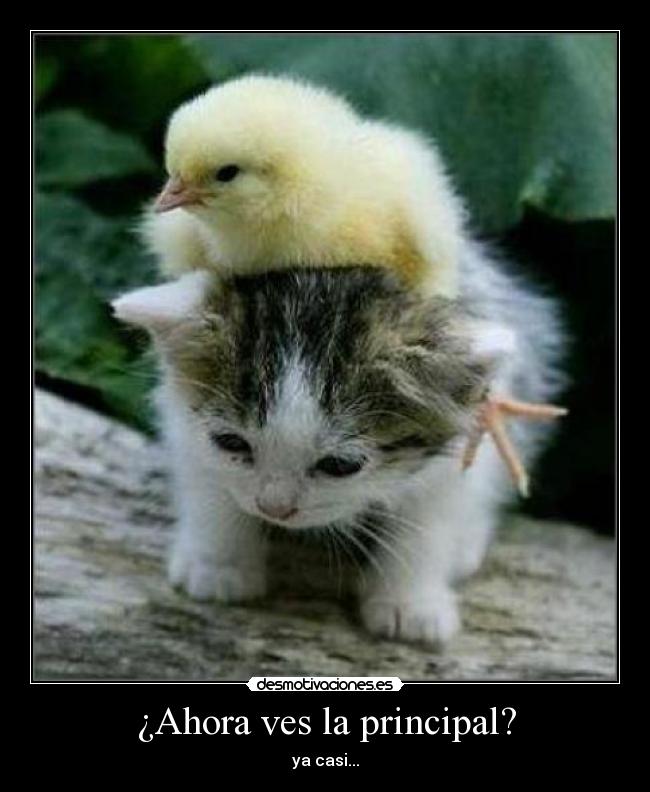 carteles laprincipalgatopollito desmotivaciones