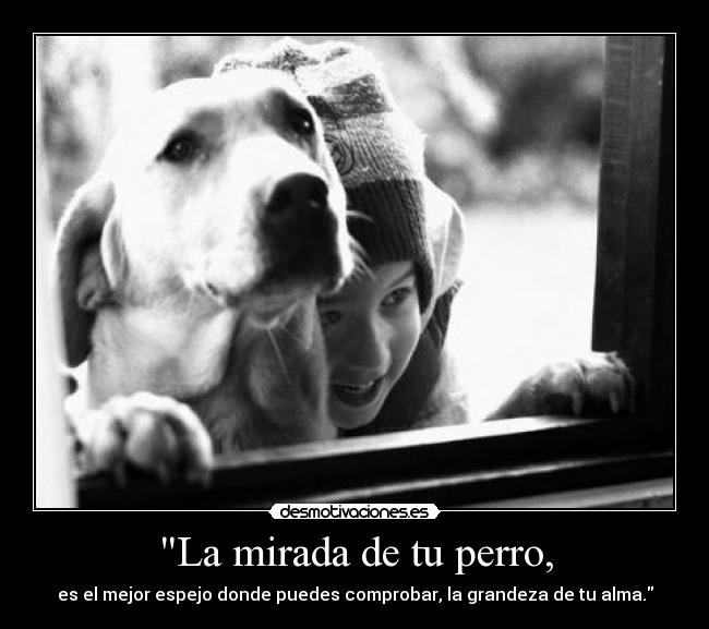 La mirada de tu perro, -