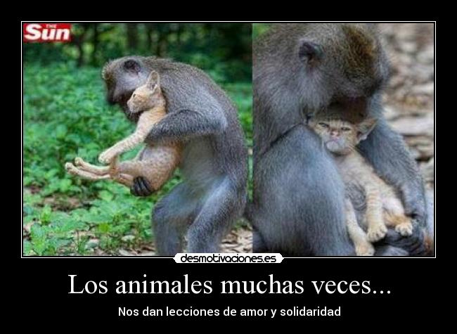 Los animales muchas veces... - Nos dan lecciones de amor y solidaridad