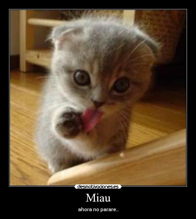 Miau - 