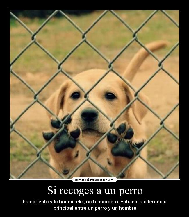 Si recoges a un perro - hambriento y lo haces feliz, no te morderá. Ésta es la diferencia
principal entre un perro y un hombre