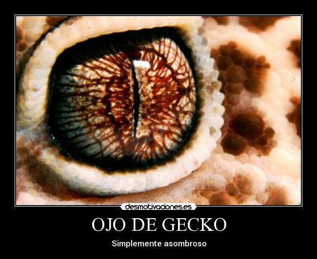 OJO DE GECKO - Simplemente asombroso