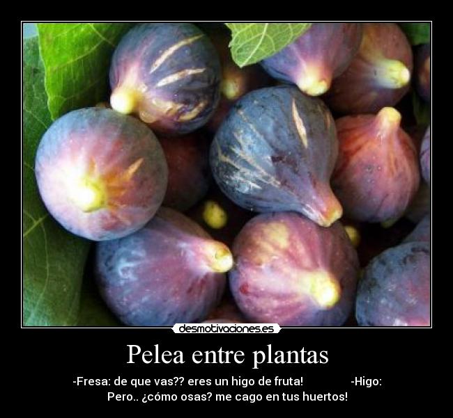 Pelea entre plantas - 
