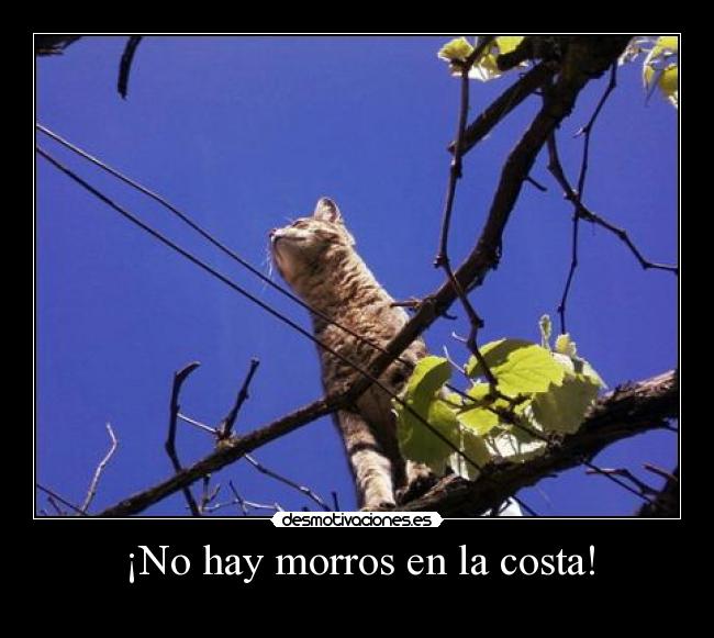 ¡No hay morros en la costa! - 