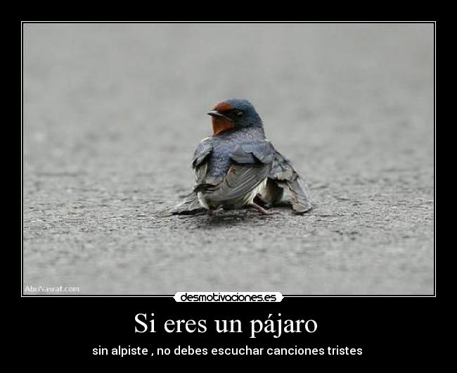 Si eres un pájaro -