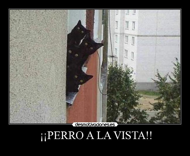 ¡¡PERRO A LA VISTA!! - 