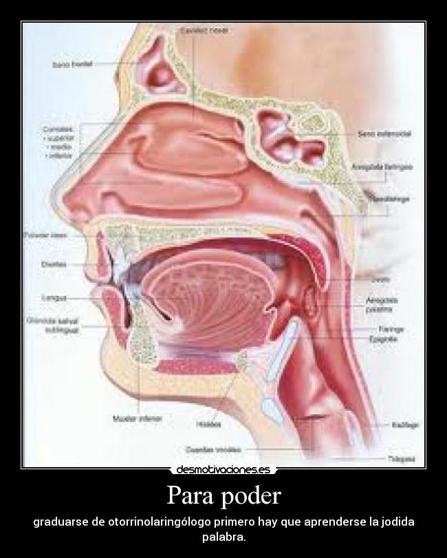 Para poder - graduarse de otorrinolaringólogo primero hay que aprenderse la jodida palabra.