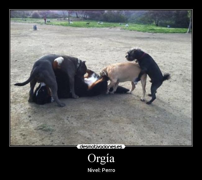 Orgía - Nivel: Perro