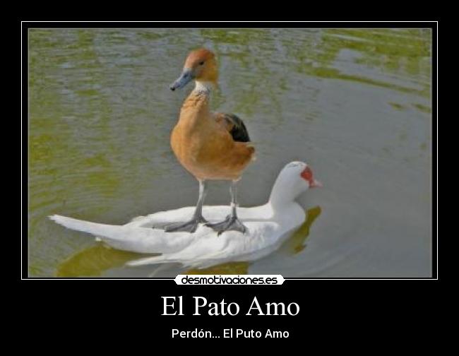 El Pato Amo -