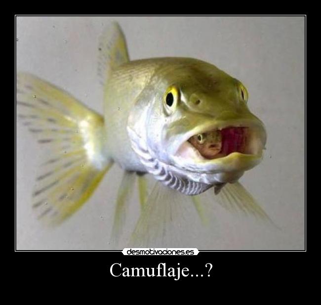Camuflaje...? - 