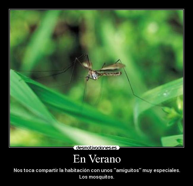 carteles verano mosquitos verano compartir amiguito desmotivaciones