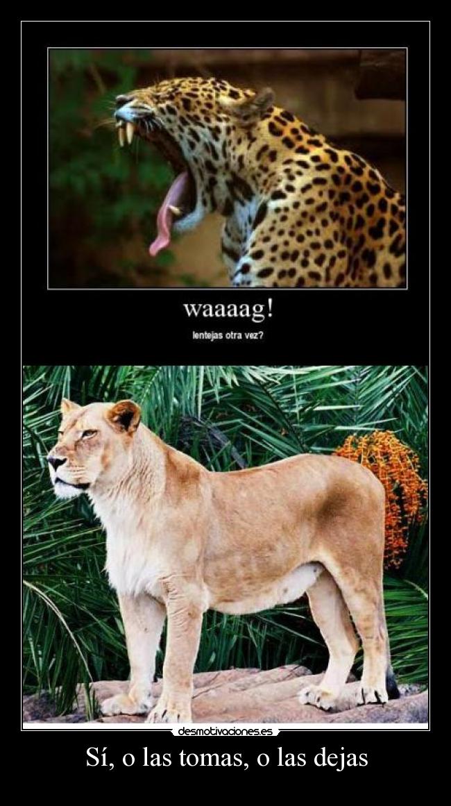 Sí, o las tomas, o las dejas - 