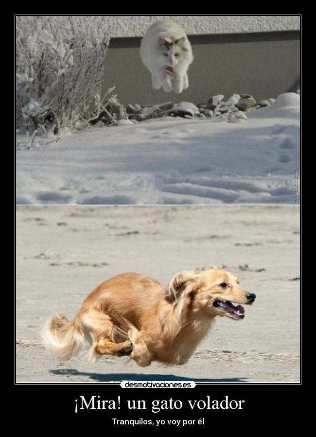 ¡Mira! un gato volador - Tranquilos, yo voy por él