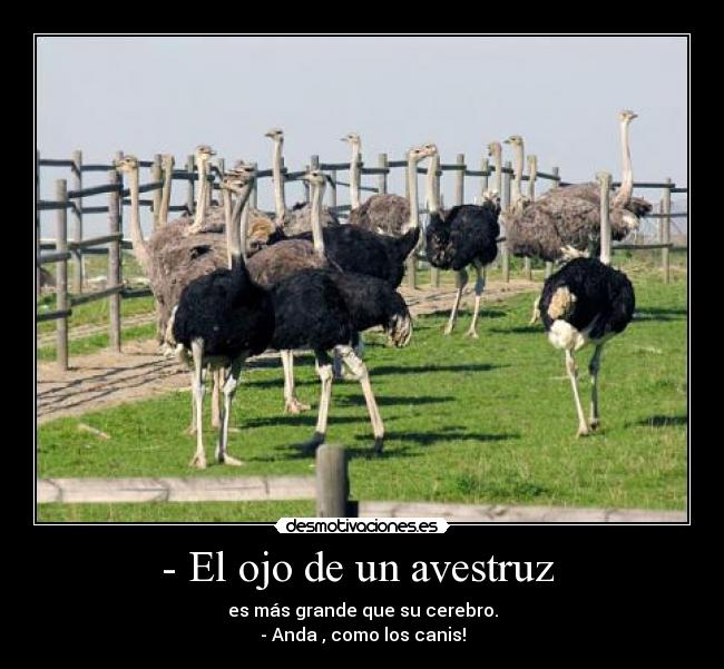 - El ojo de un avestruz - es más grande que su cerebro.
- Anda , como los canis!