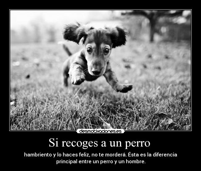 Si recoges a un perro - hambriento y lo haces feliz, no te morderá. Ésta es la diferencia
principal entre un perro y un hombre.