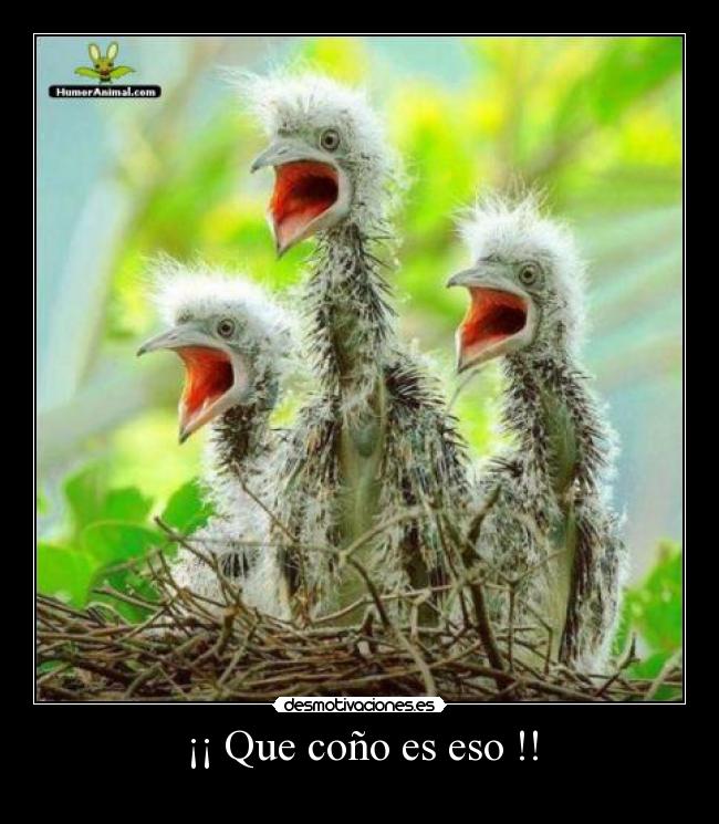 ¡¡ Que coño es eso !! -