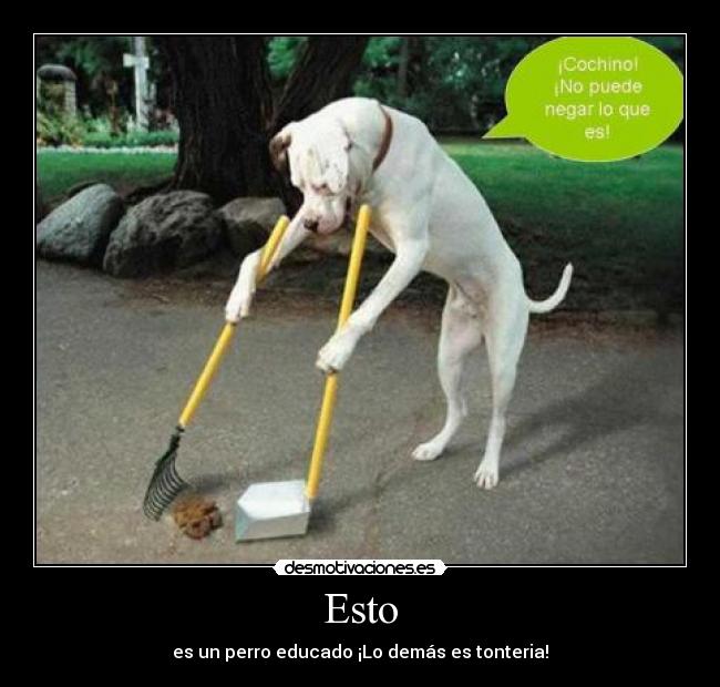 Esto - es un perro educado ¡Lo demás es tonteria!