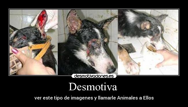 Desmotiva - ver este tipo de imagenes y llamarle Animales a Ellos