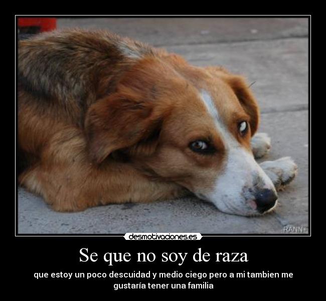 Se que no soy de raza - que estoy un poco descuidad y medio ciego pero a mi tambien me
gustaría tener una familia