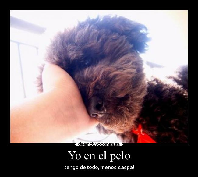 carteles caspa desmotivaciones