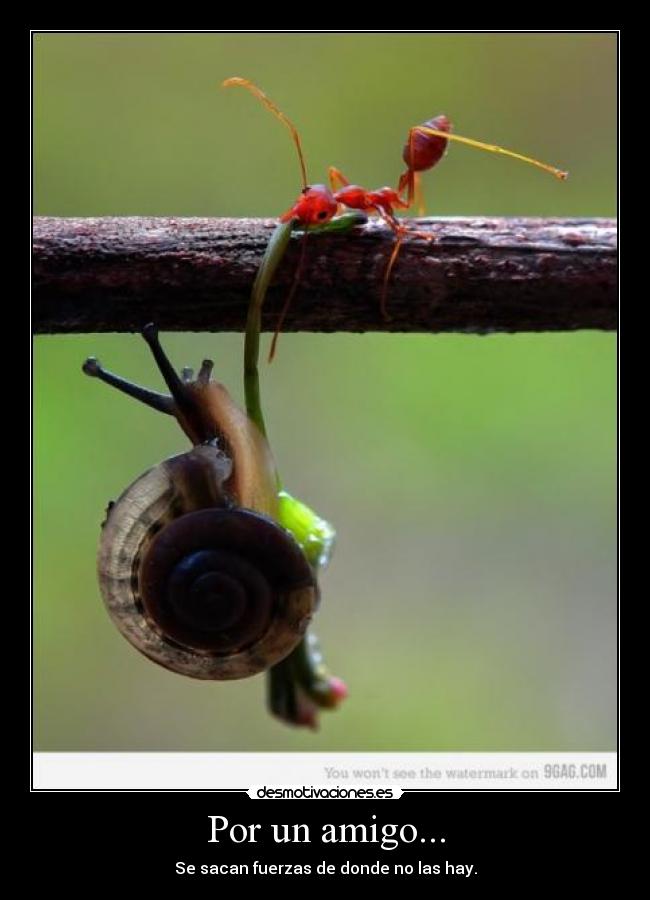 Por un amigo... - 