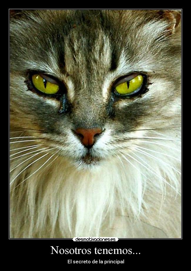 Nosotros tenemos... -