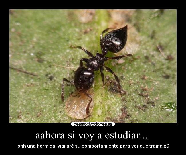 aahora si voy a estudiar... -
