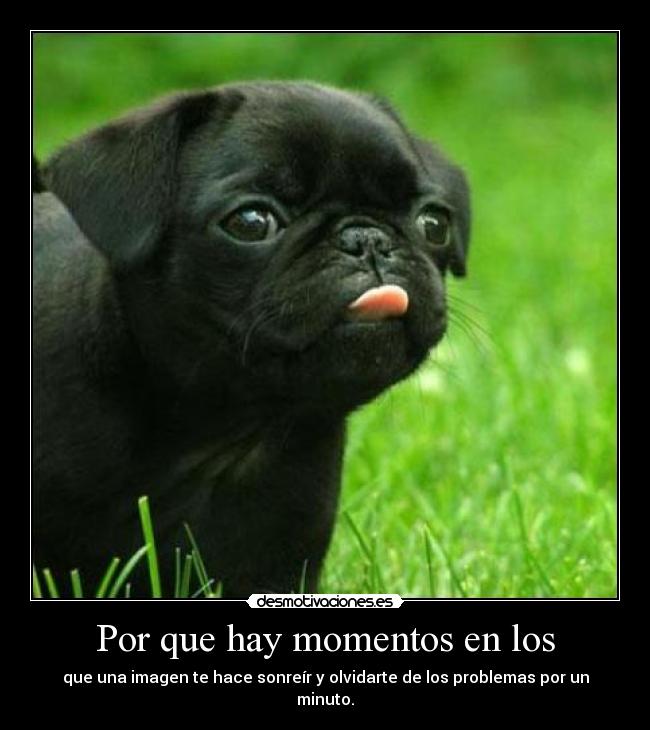 Por que hay momentos en los - que una imagen te hace sonreír y olvidarte de los problemas por un minuto.