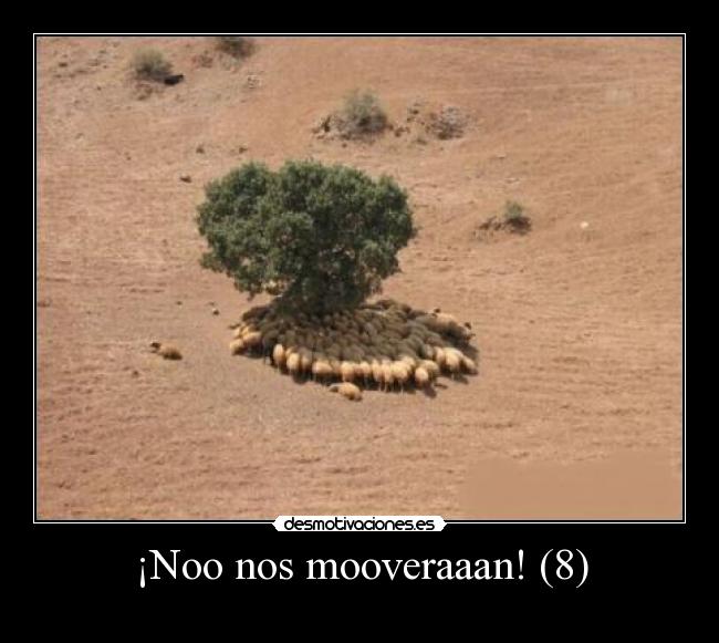 ¡Noo nos mooveraaan! (8) -