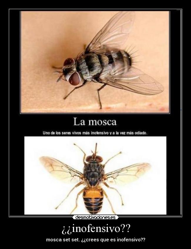 ¿¿inofensivo?? - mosca set set. ¿¿crees que es inofensivo??