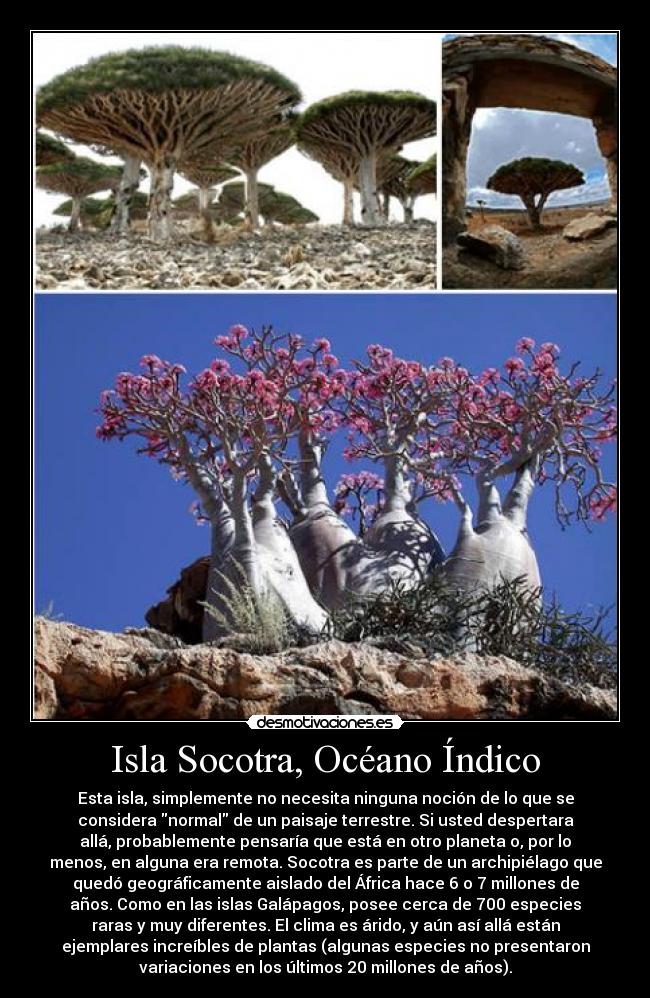 Isla Socotra, Océano Índico - Esta isla, simplemente no necesita ninguna noción de lo que se
considera normal de un paisaje terrestre. Si usted despertara
allá, probablemente pensaría que está en otro planeta o, por lo
menos, en alguna era remota. Socotra es parte de un archipiélago que
quedó geográficamente aislado del África hace 6 o 7 millones de
años. Como en las islas Galápagos, posee cerca de 700 especies
raras y muy diferentes. El clima es árido, y aún así allá están
ejemplares increíbles de plantas (algunas especies no presentaron
variaciones en los últimos 20 millones de años).
