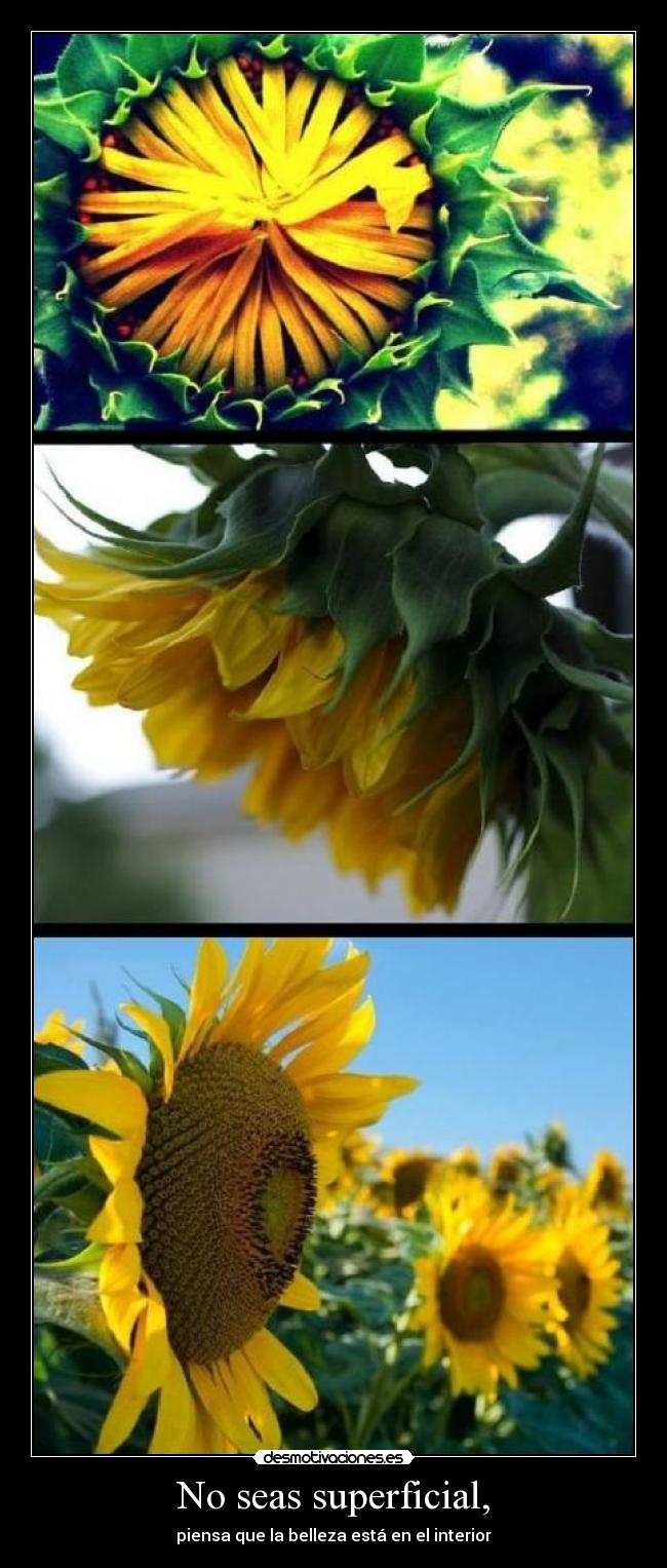 No seas superficial, - piensa que la belleza está en el interior