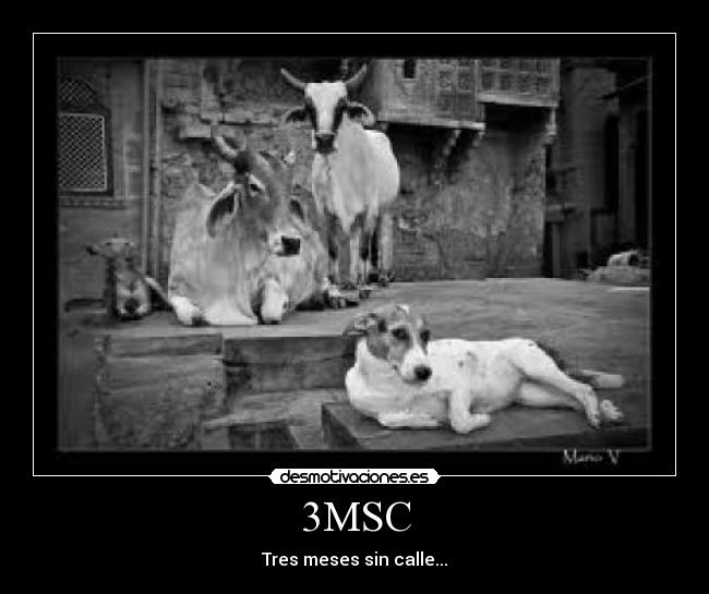 3MSC - Tres meses sin calle...