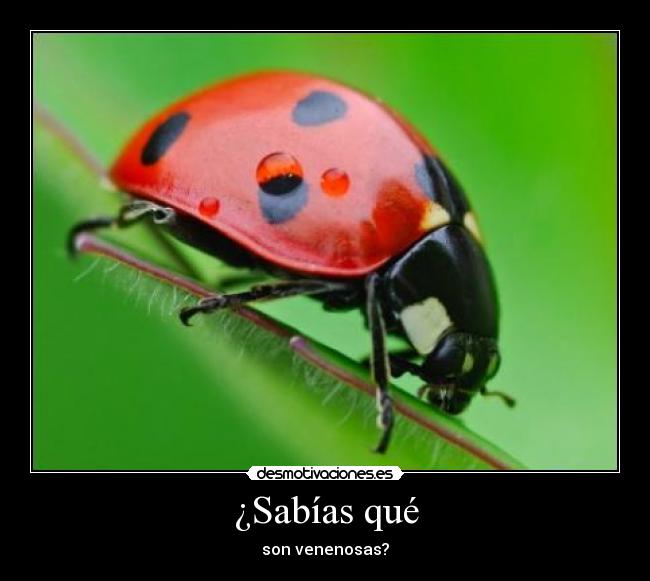 ¿Sabías qué - son venenosas?