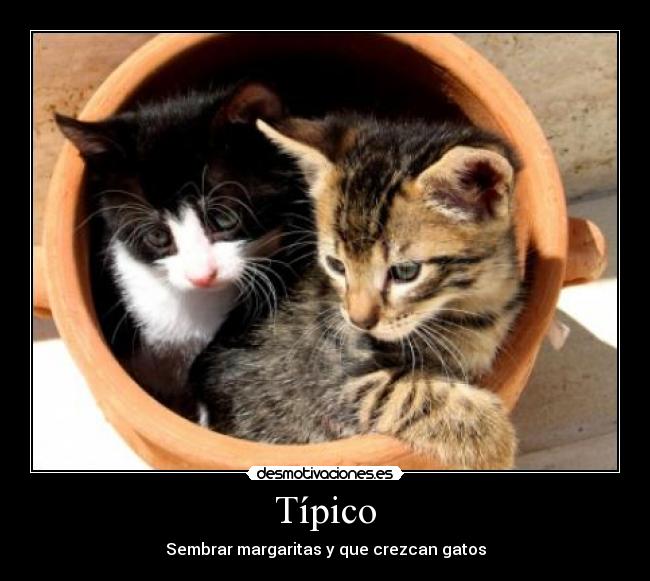 Típico - Sembrar margaritas y que crezcan gatos