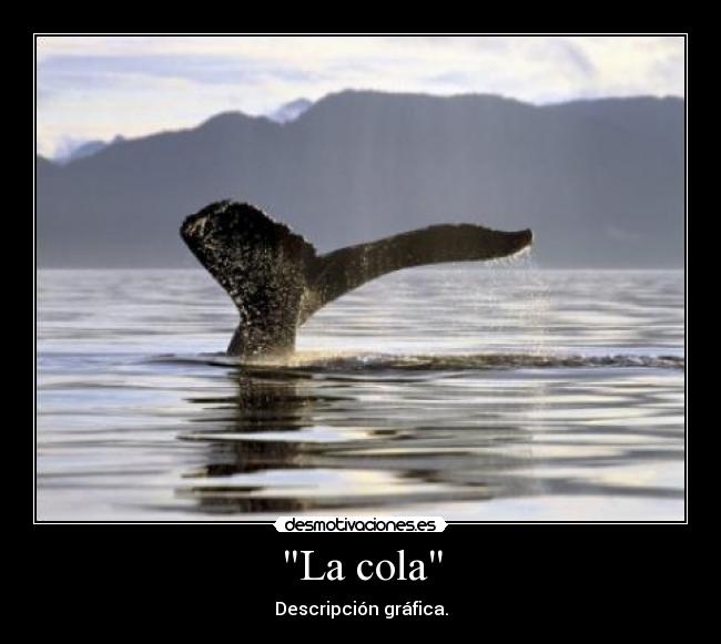 La cola - Descripción gráfica.