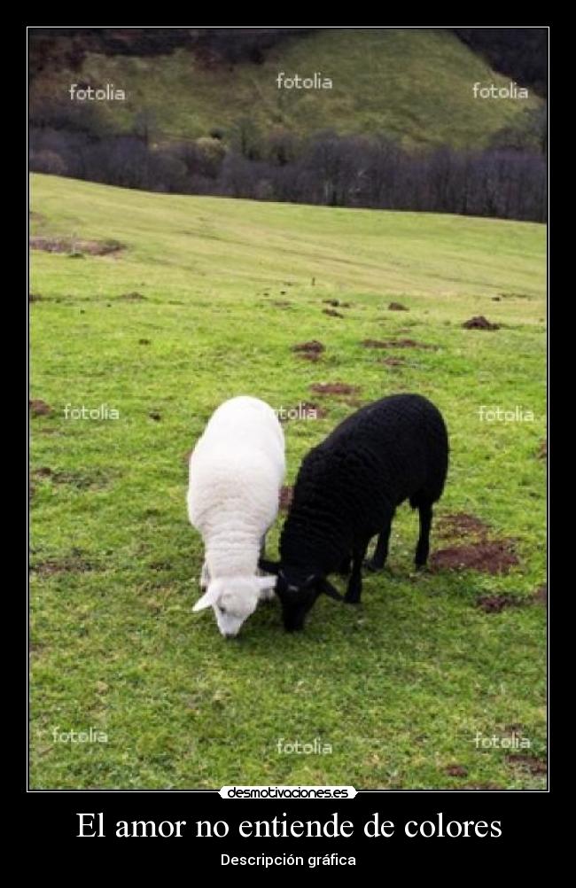 El amor no entiende de colores - Descripción gráfica