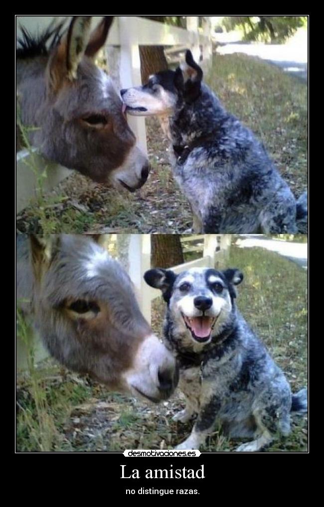 La amistad - 