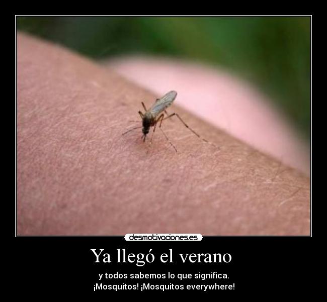 Ya llegó el verano  - y todos sabemos lo que significa.
¡Mosquitos! ¡Mosquitos everywhere!