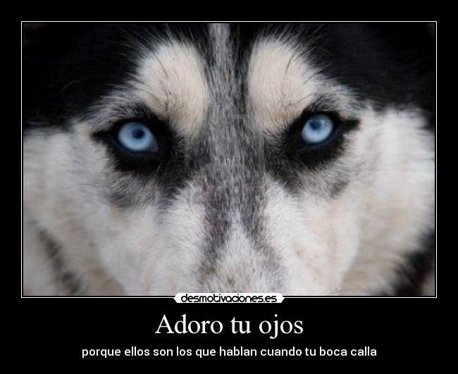 carteles husky mirada ojos boca desmotivaciones