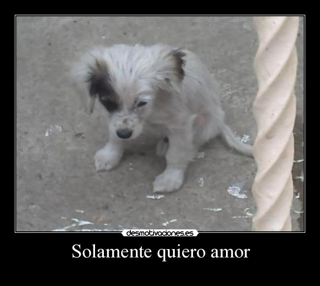 Solamente quiero amor - 
